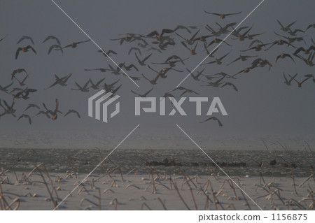 A group of magans A group of magans 1156875