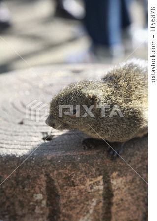 Cute little squirrel Cute little squirrel 1156878