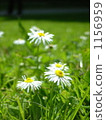 marguerite, white flowers, White Flower 1156959