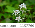 edelweiss, alpine plant, clowning 1157760