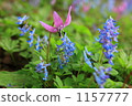 corydalis ambigua, dogtooth, katakuri 1157777