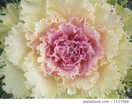 图库照片 粉色 羽衣甘蓝 花椰菜
