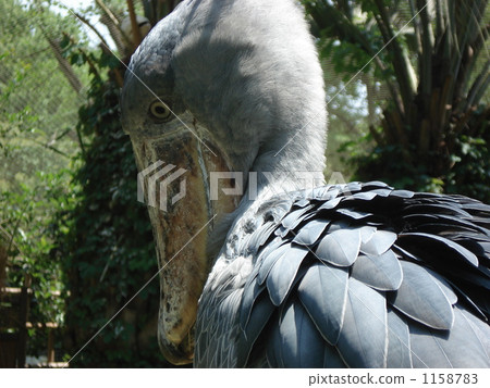 Ueno Zoo's hatchbill 1158783