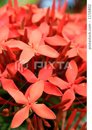 紅色桑坦卡花 1158802