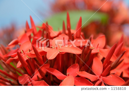 紅色桑坦卡花 1158810