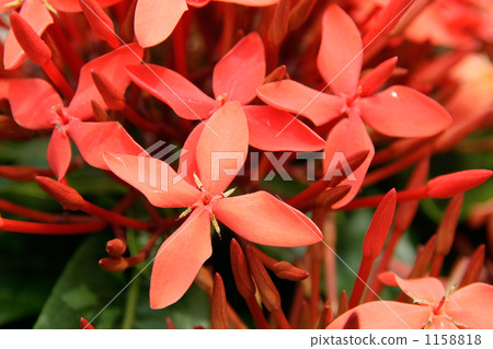 紅色桑坦卡花 1158818