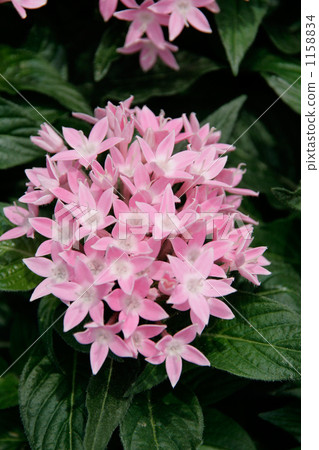 粉紅色的pentas花 1158834