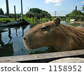 Capybara swims comfortably Capybara swims comfortably 1158952