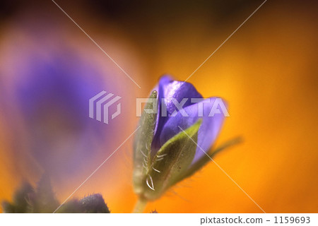 波斯Speedwell 1159693