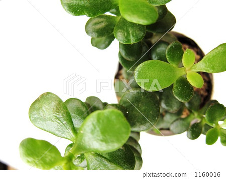flowers and the moon, gold mine, foliage plant 1160016