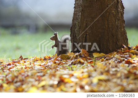 squirrel, squirrels, otofukecho 1160163
