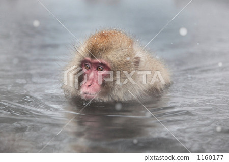 hot water, bathe, jigokudani 1160177