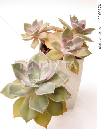 succulent plant, white bowl, hazy moon 1160178