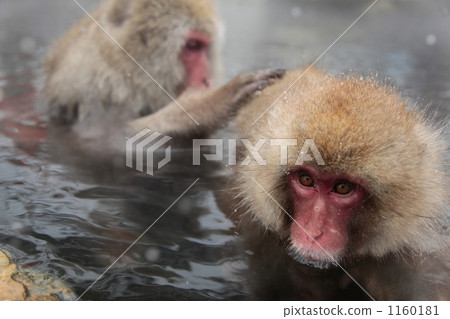 Parent and child of Japanese monkey grooming with snowy hot springs 1160181