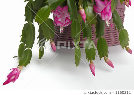 Shakobasababuten 1160211