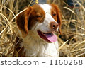 布里坦尼獵犬休息 1160268
