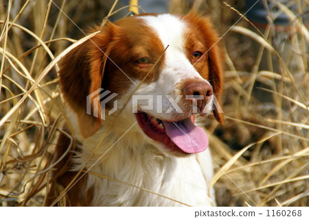 布里坦尼獵犬休息 1160268