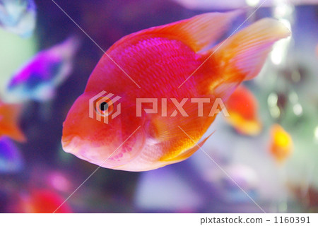 金魚 金魚 1160391