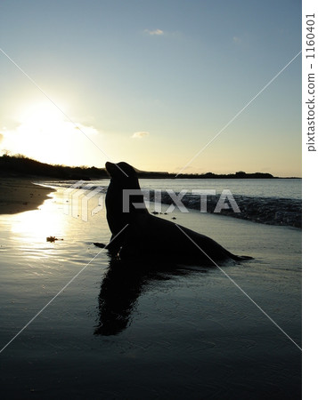 Sea lions at dusk Sea lions at dusk 1160401