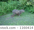 Capybara parent and child 1160414