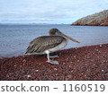 Pelican 1160519
