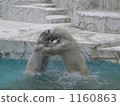 Polar bear's fight 1160863