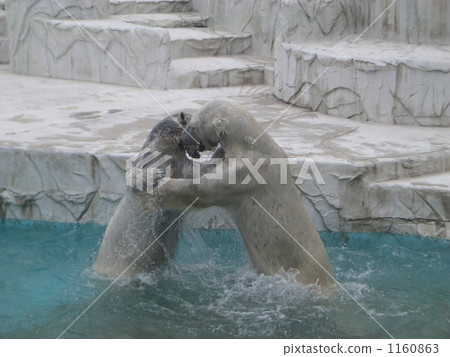 Polar bear's fight Polar bear's fight 1160863