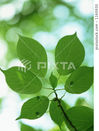 tender green, verdure, foliage 1160930