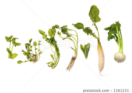 Seven herbs of spring 1161231
