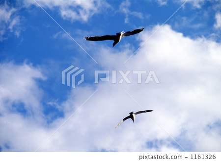 海鷗和天空 1161326