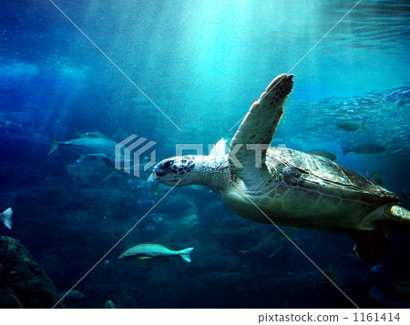 海龜 海龜 1161414