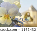 Look also here! Look also here! 1161432