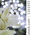In the light ... In the light ... 1161435