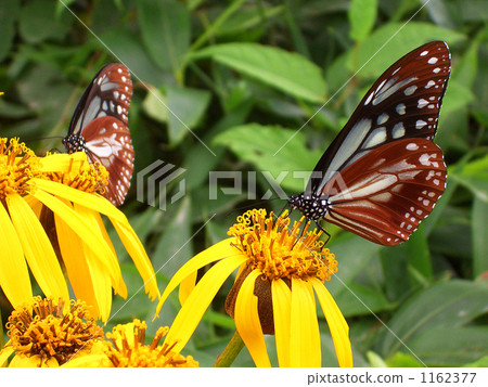 A couple of butterflies 1162377