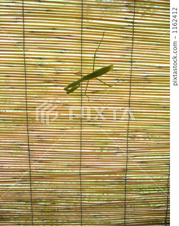 Mantis 1162412