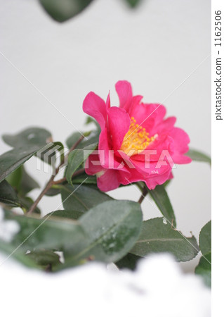 在元旦的雪中,山茶花,1輪 在元旦的雪中,山茶花,1輪 1162506