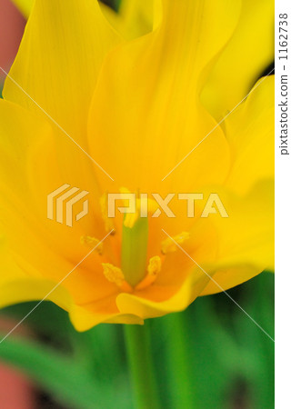 Tulip Tulip 1162738