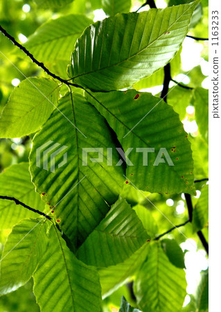 綠葉 樹葉 葉子 1163233