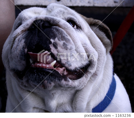 鬥牛狗 鬥牛埂 猛犬 1163236