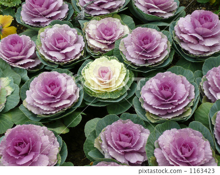 Leaves of foliage peony Leaves of foliage peony 1163423