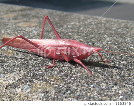 Red grasshopper 1163546