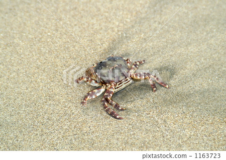 Tsunami crab Tsunami crab 1163723