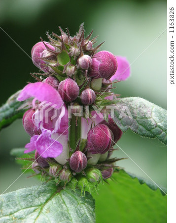 Purple (peach colored) Odorikosaw 1163826