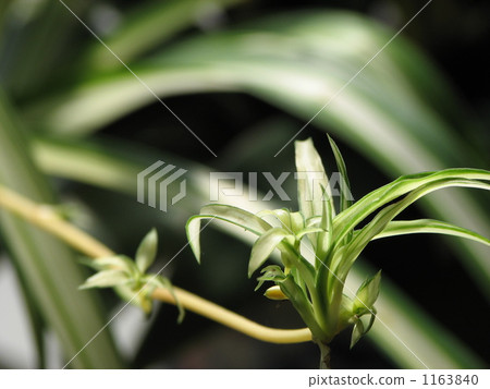 吊蘭 吊蘭 1163840