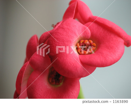 哈娜基林（Hana Kirin） 1163890