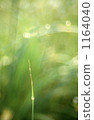 In the morning light 1164040