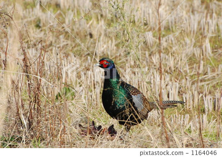 禽 鳥肉 日本野雞 1164046
