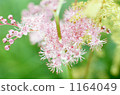 Spring Ranman 1164049