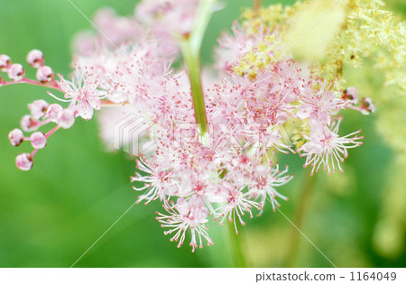 Spring Ranman Spring Ranman 1164049