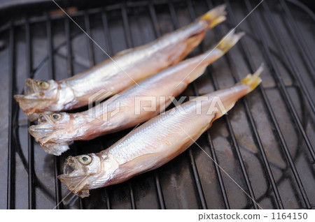 毛鱗魚 毛鱗魚 1164150